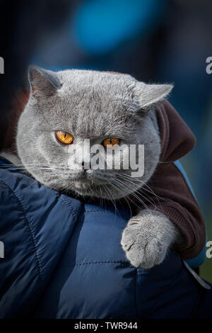 British Shorthair and and its hood Stock Photo