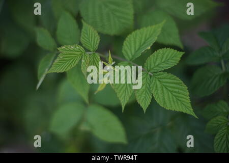 Young leaves of raspberry growing on a bush in the summer garden Stock Photo