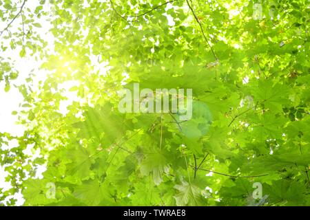 Maple tree branches with fresh green leaves on blue sky background. Bottom view of maple tree top on a sunny day Stock Photo