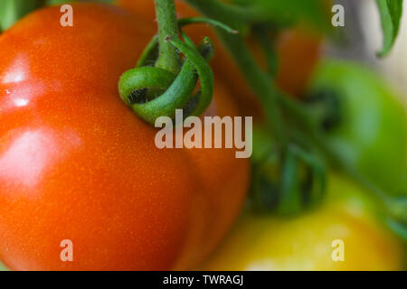 Organic red tomatoes on the vine - organic tomato - close up of organic tomatoes in the garden - growing tomatoes red green and yellow tomato garden Stock Photo