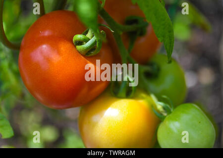 Organic red tomatoes on the vine - organic tomato - close up of organic tomatoes in the garden - growing tomatoes red green and yellow tomato garden Stock Photo