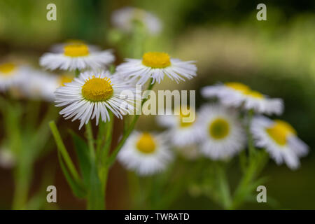 White flowers in a home garden. Cute colorful flowers on a garden discount. Season of the summer. Stock Photo
