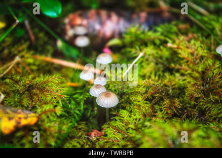 Mycena is a large genus of small saprotrophic mushrooms that are rarely more than a few centimeters in width. Stock Photo