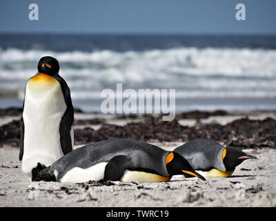 Three King Penguins on beach in Falkland Islands Stock Photo