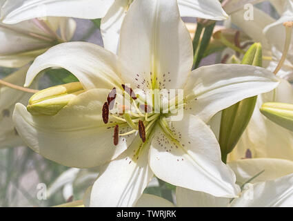 A beautiful white Madonna lily showing it's beauty. Stock Photo