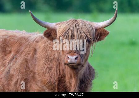 A close up photo of a Highland Cow Stock Photo