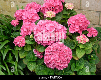 Pink hydrangea bush in bloom Stock Photo