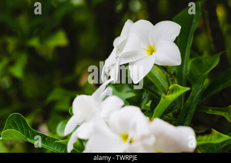 Plumeria Plumeria, pure white frangipani flower, bridal bouquet, 'fiddle leaf plumeria frangipanier blanc, Resistance is excellent all year round, flo Stock Photo