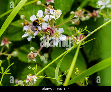 Bee on a Blackberry Bramble Stock Photo
