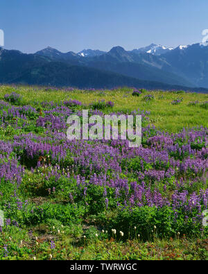USA, Washington, Olympic National Park, Lupine and bistort in bloom at Hurricane Ridge and distant peaks of the Bailey Range. Stock Photo