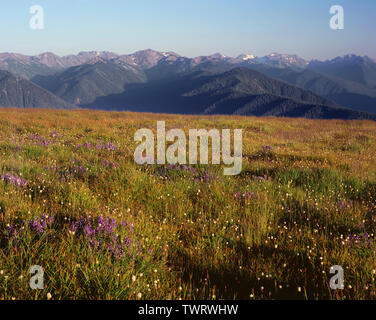 USA, Washington, Olympic National Park, Lupine and bistort bloom among grasses near Hurricane Ridge, Elwah Valley and peaks appear in the distance. Stock Photo