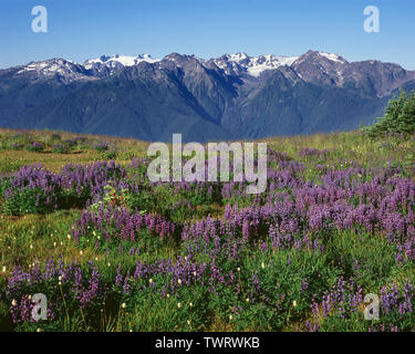 USA, Washington, Olympic National Park, Lupine blooms at Hurricane Ridge with distant Mt. Olympus (left) and peaks of the Bailey Range (right). Stock Photo