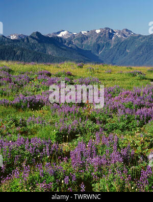 USA, Washington, Olympic National Park, Lupine and bistort in bloom at Hurricane Ridge and distant peaks of the Bailey Range. Stock Photo