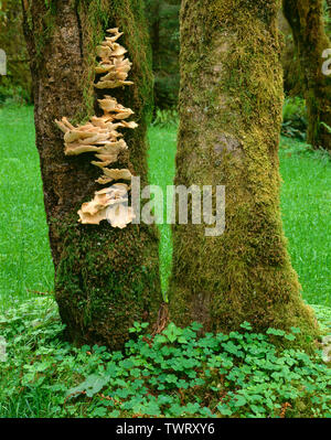 USA, Washington, Olympic National Park, Oyster mushroom  along with mosses grow on trunk of a dead alder tree; Hoh Rain Forest. Stock Photo
