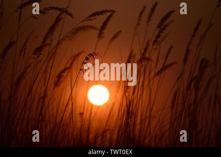 Moremi Sunset. Moremi Game Reserve, Okavango Delta, Botswana Stock Photo