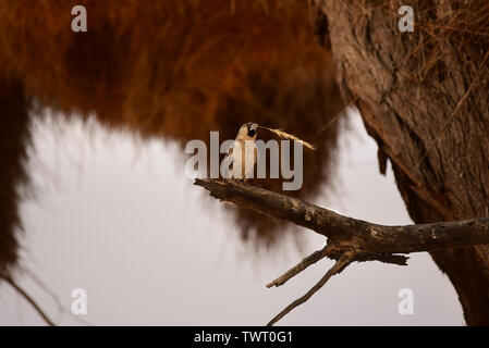 Sociable Weaver  (Philetairus socius) building nest. Namibia Stock Photo