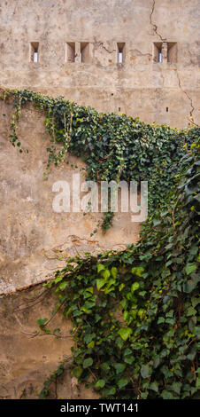 The wall of the castle overgrown with loach. Selective focus. Stock Photo