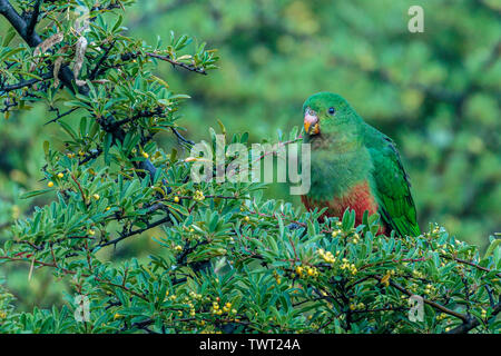 A juvenile Australian King-parrot feeding at Red Hill Nature Reserve, Canberra, Australia on an autumn morning in May 2019 Stock Photo
