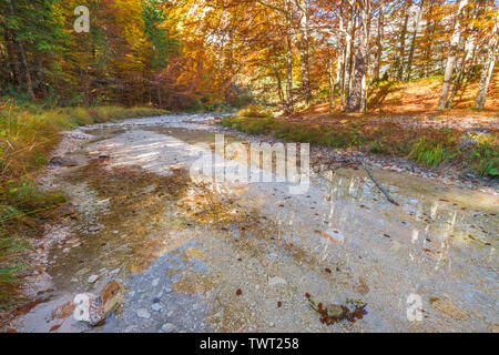 Autumn trees with fall colours reflected on shallow water. Soca river reflections of vivid tree leaves during season change foliage. Stock Photo