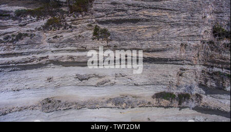 Vegetation on the surface of a sheer rock. Stock Photo