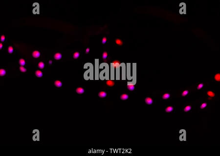 Duotone neon bokeh lights on black. Festive concept. Stock Photo