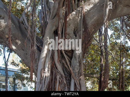 The trunk of a Ficus Bengali with hanging aerial roots. Selective focus. Stock Photo