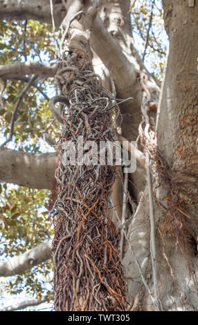 A twisted braid of aerial roots of a large Ficus tree. Selective focus. Stock Photo