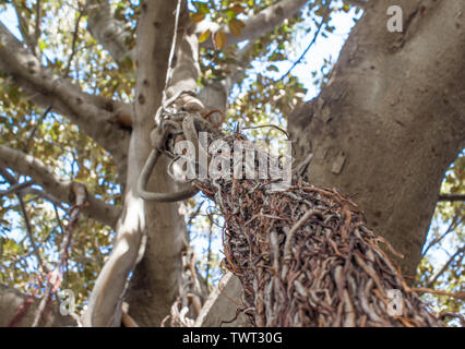 Aerial roots of a large Banyan tree. Selective focus. Stock Photo