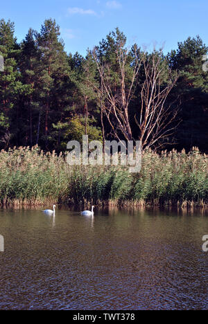 Pine forest and willows on the shore of the lake with two white swans, on a background of blue sky, sunny day, Ukraine Stock Photo