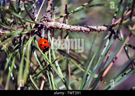 Pine branch with ladybug on it  macro close up detail, soft blurry bokeh  background Stock Photo