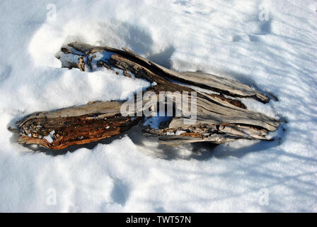 Old weathered tree trunk on bright white snow with branches shadows, top view natural organic background Stock Photo