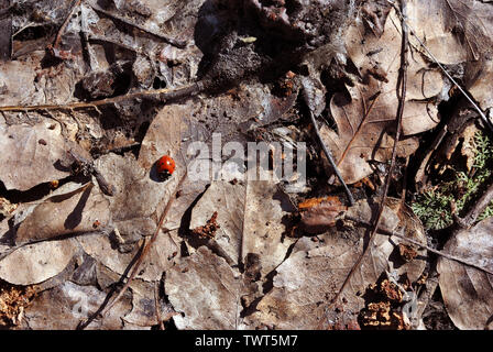 Lady bug sitting on dry brown leaves, close up detail top view Stock Photo