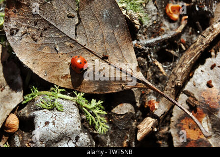 Lady bug sitting on dry brown leaves, close up detail top view Stock Photo