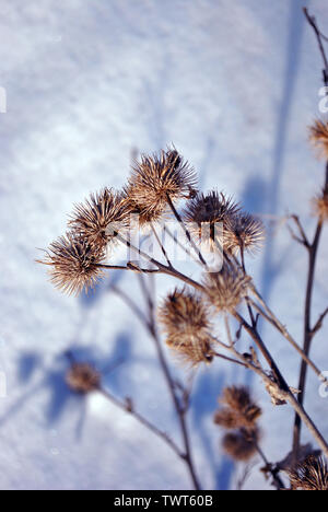 Arctium lappa (greater burdock, gobo, edible burdock, lappa, beggar's buttons, thorny burr, happy major) dry flowers on blurry white snow background Stock Photo