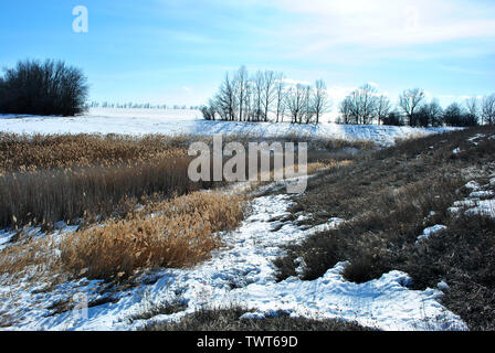 Bright yellow dry reeds on river bank covered with snow, blue sky background Stock Photo