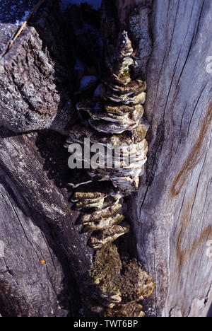 Close-up dry rotten mushrooms with fluted wavy brown, gray, green head texture on old tree stump bark, background texture Stock Photo