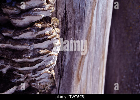 Close-up dry rotten mushrooms with fluted wavy brown, gray, green head texture on old tree stump bark, background texture Stock Photo