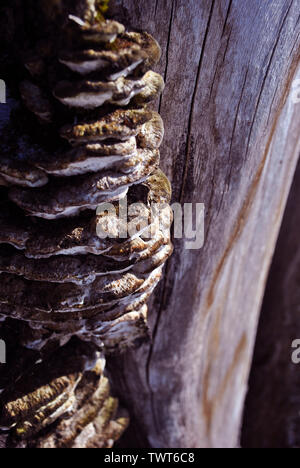 Close-up dry rotten mushrooms with fluted wavy brown, gray, green head texture on old tree stump bark, background texture Stock Photo
