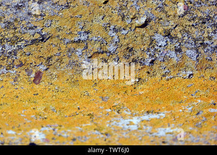 Old gray rough texture concrete wall with yellow moss, grunge horizontal texture background Stock Photo
