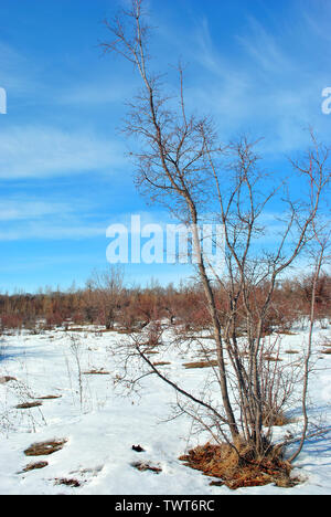 Tree without leaves on snowy meadow with bushes, winter landscape, blue sky background Stock Photo