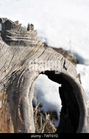 Old tree stump with hole, dry grass and white snow blurry background Stock Photo