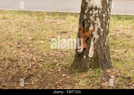 squirrel comes down from a birch in search of food.  Squirrel tail in the process of molting Stock Photo
