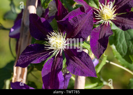 Clematis 'The Vagabond' full flower Stock Photo