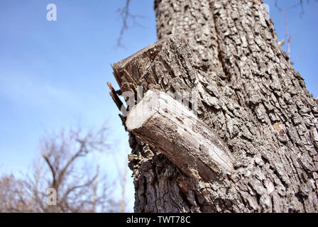 Large old tree stump texture close up with sawn branch close up detail, blurry trees and blue sky background Stock Photo