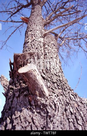 Large old tree stump texture close up with sawn branch close up detail, blue sky background Stock Photo