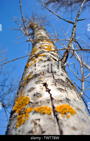 Aspen tree trunk bark with yellow moss on blue sky background, texture close up detail top view Stock Photo