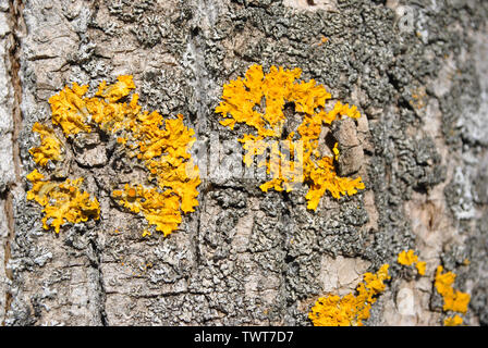 Aspen tree trunk bark with yellow moss, horizontal background texture close up detail top view Stock Photo
