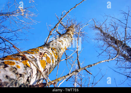 Aspen tree trunks bark with yellow moss on blue sky background, texture close up detail, view from ground on top Stock Photo