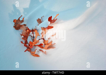 Orange dry oak leaves covered white snow, top view Stock Photo