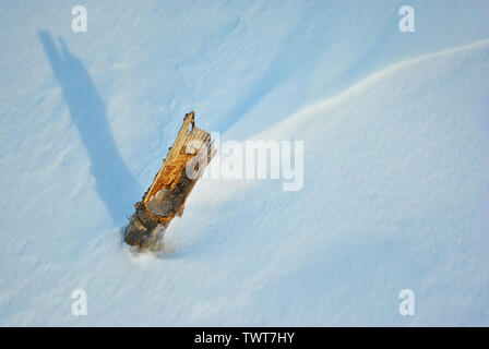 Dry cut reed stem on white snow background, top view with long shadow Stock Photo